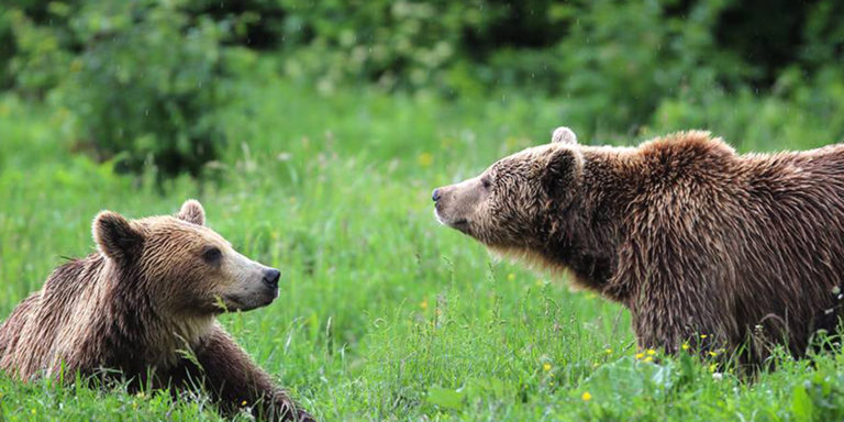 Abgeschlossen: WTG-Nothilfefonds für die Braunbären in Rumänien