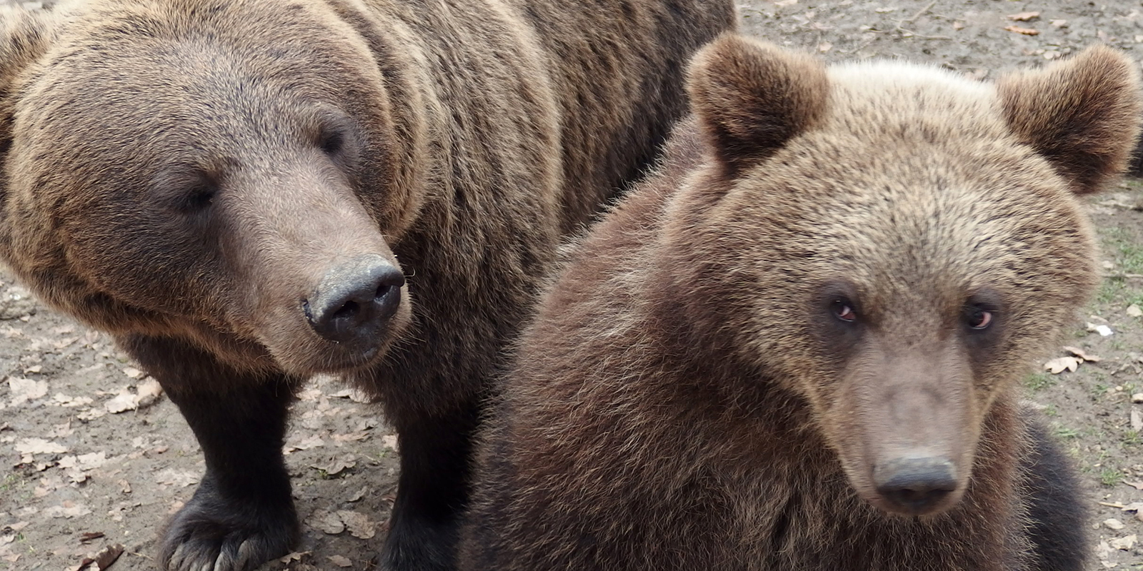 numerous brown bears in romania have been kept illegally and under miserable conditions 