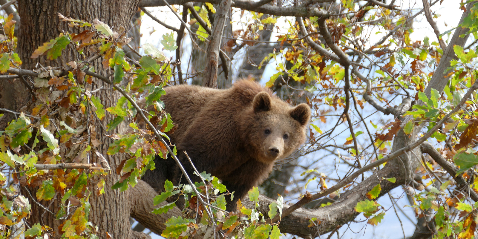 Bear sanctuary in Romania: sufficient space and possibilities of withdrawal for rescued brown bears