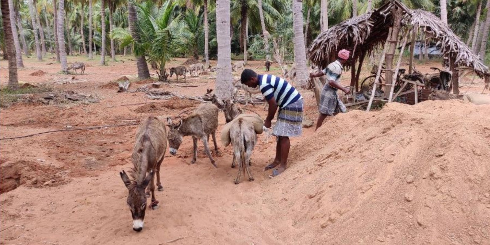 Working donkeys carrying burdens in South India