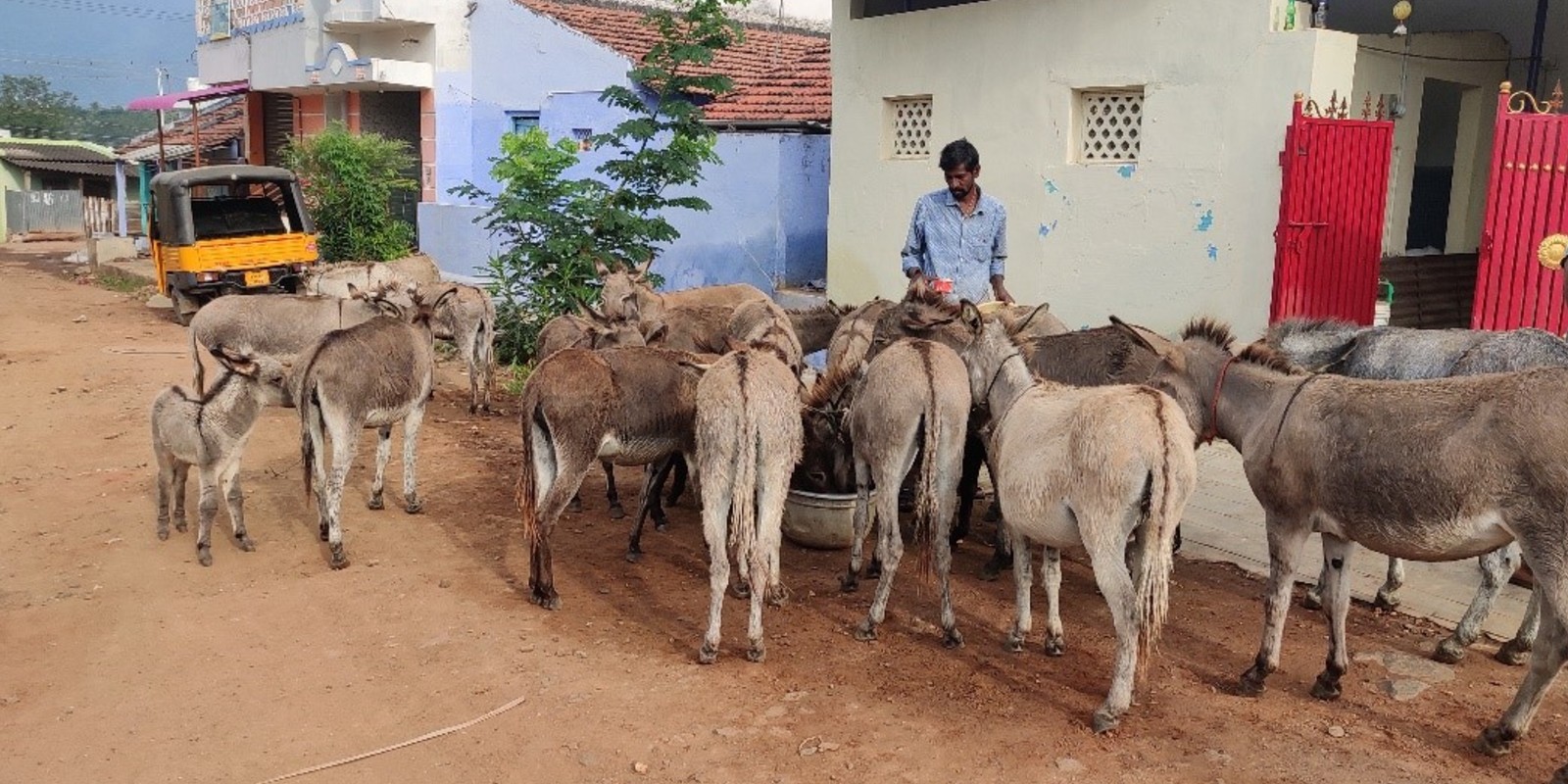 Donkeys in India