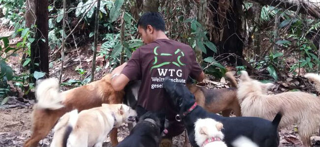 Streunende Hunde auf Borneo