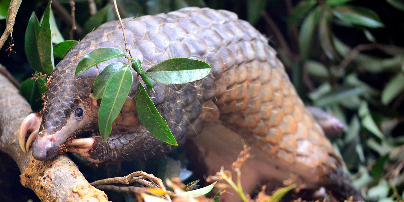 pangolin: the most trafficked mammal in the world