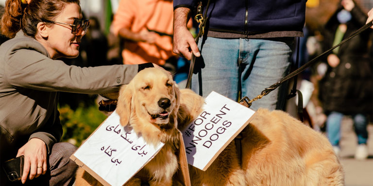 Hunde im Iran: Zwischen grausamer Verfolgung und mutigen Protesten