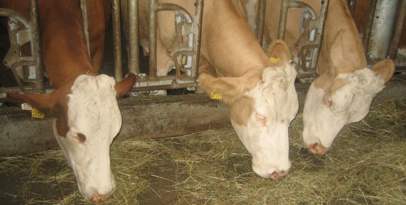 Fressende Kühe im Stall