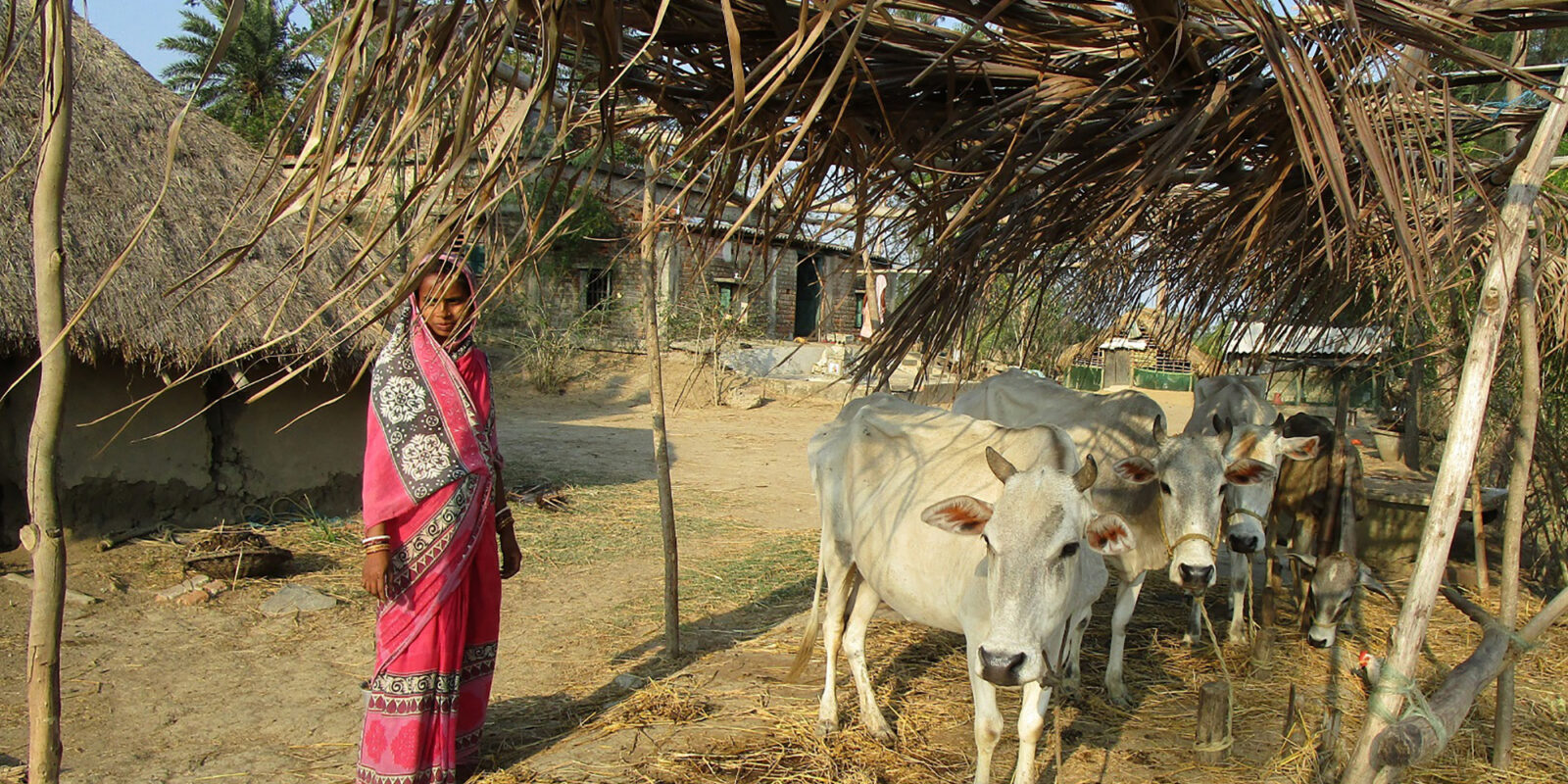 Strengthening animal welfare in the villages - WTG 