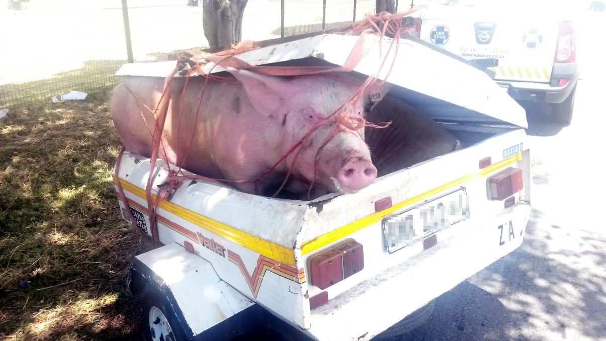 Tierhaltung in Südafrika: Viele Tiere sterben während des Transports. In den Workshops wird auch auf diesen Aspekt eingegangen.