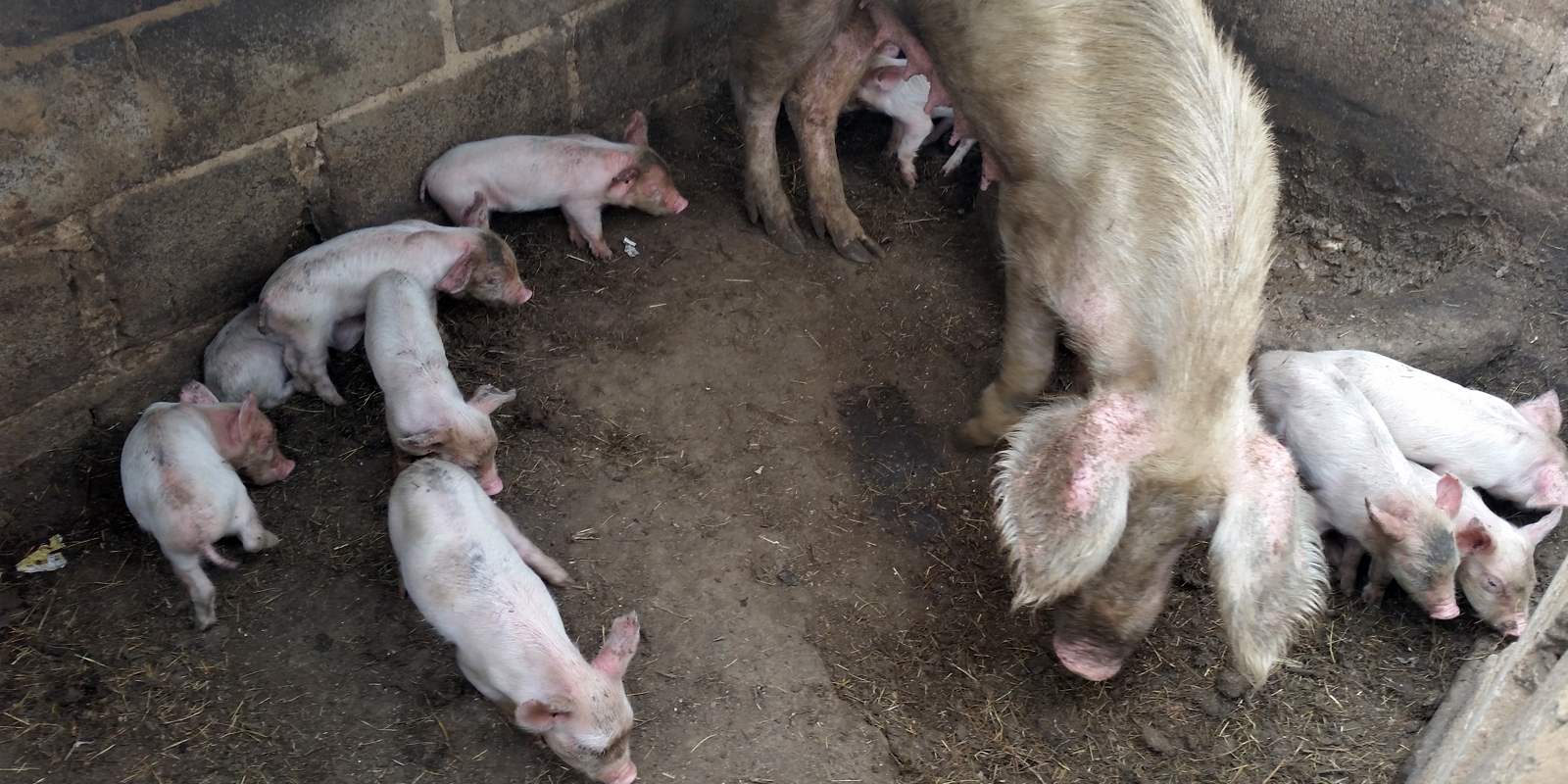 Viele Schweine werden in viel zu kleinen Ställen gehalten  