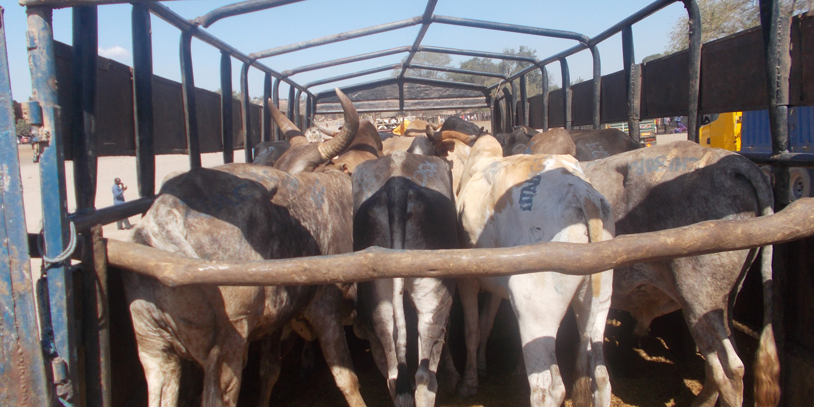 Tiermärkte in Tansania: Zusammengepfercht und ungesichert drängen sich Rinder auf der Ladefläche eines LKW
