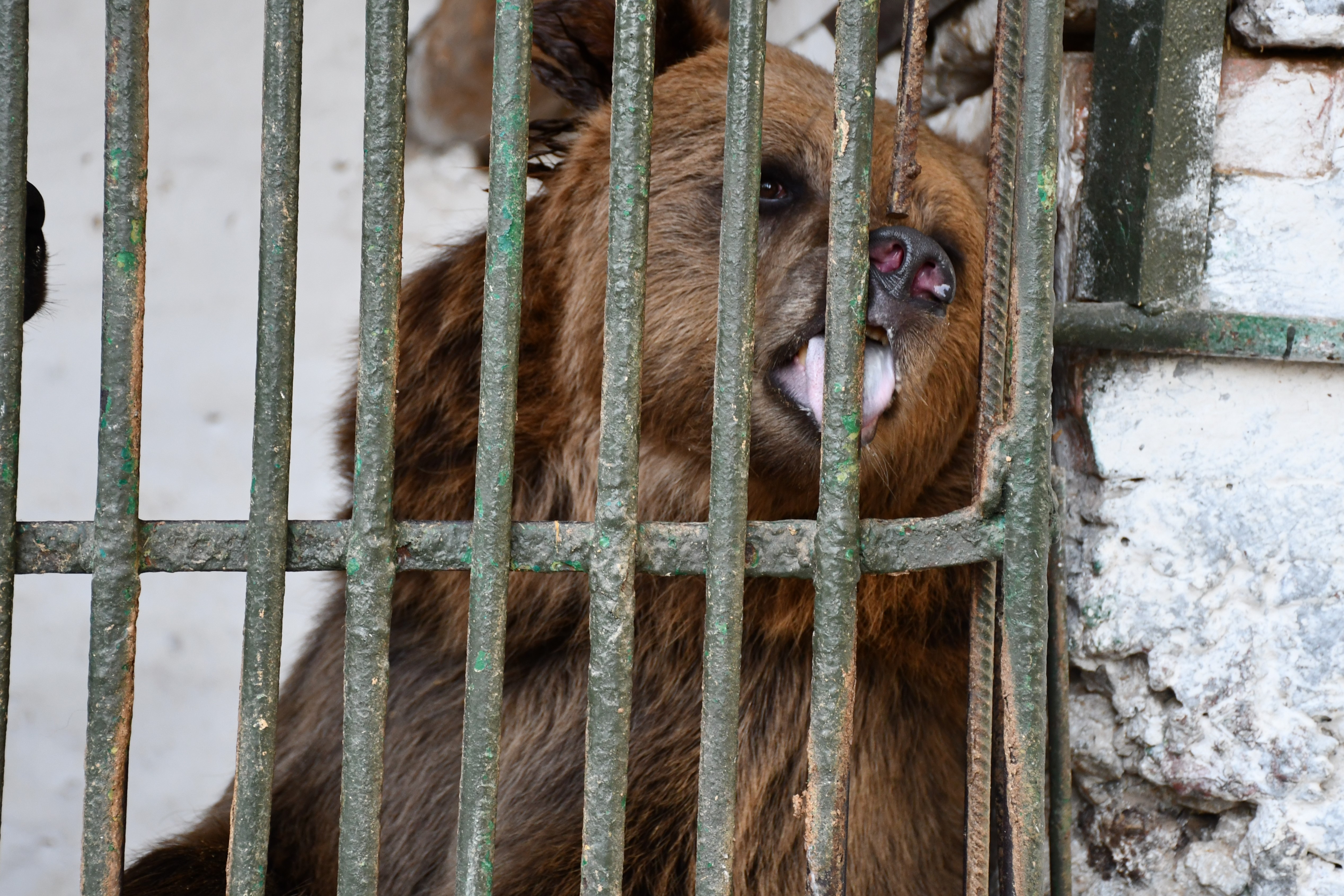 Bären in der Ukraine