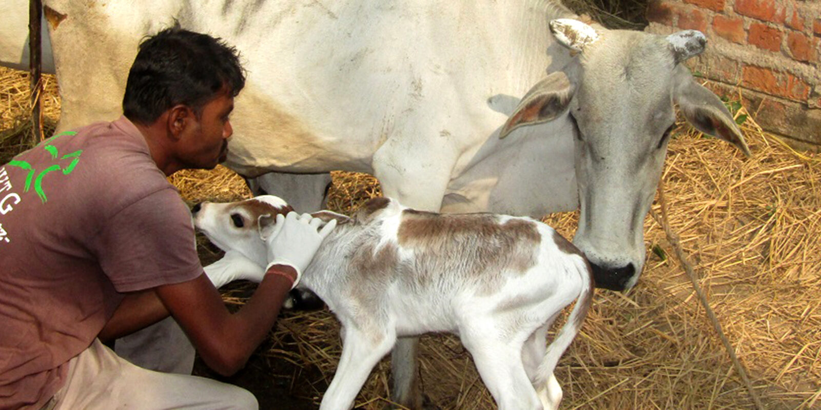 Nutztiere in Indien