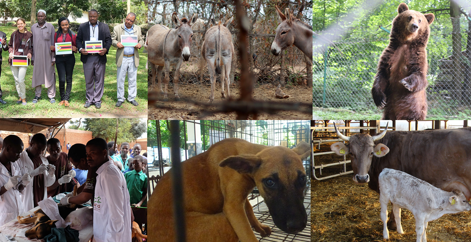 Tiergeschichten aus 20 Jahren Tierschutzarbeit
