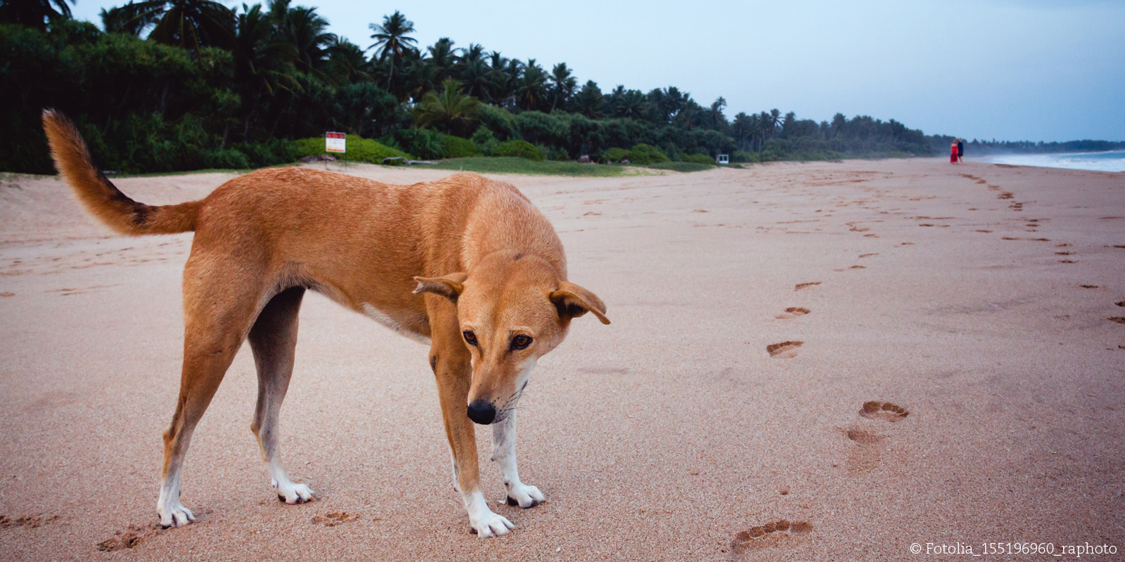 Tierklinik in Thailand: Ein streunender Hund am Strand in Thailand