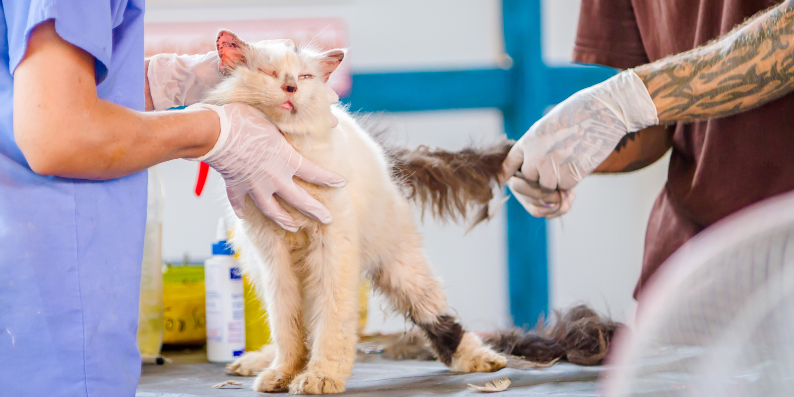 Tierklink in Thailand: Tiermediznische Versorung und Kastration von Streunerkatzen