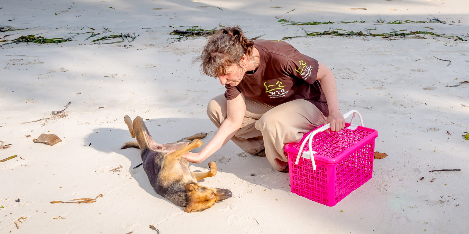 Tierklink in Thailand: Die Welttierschutzgesellschaft hilft Streunern auf Koh Lanta