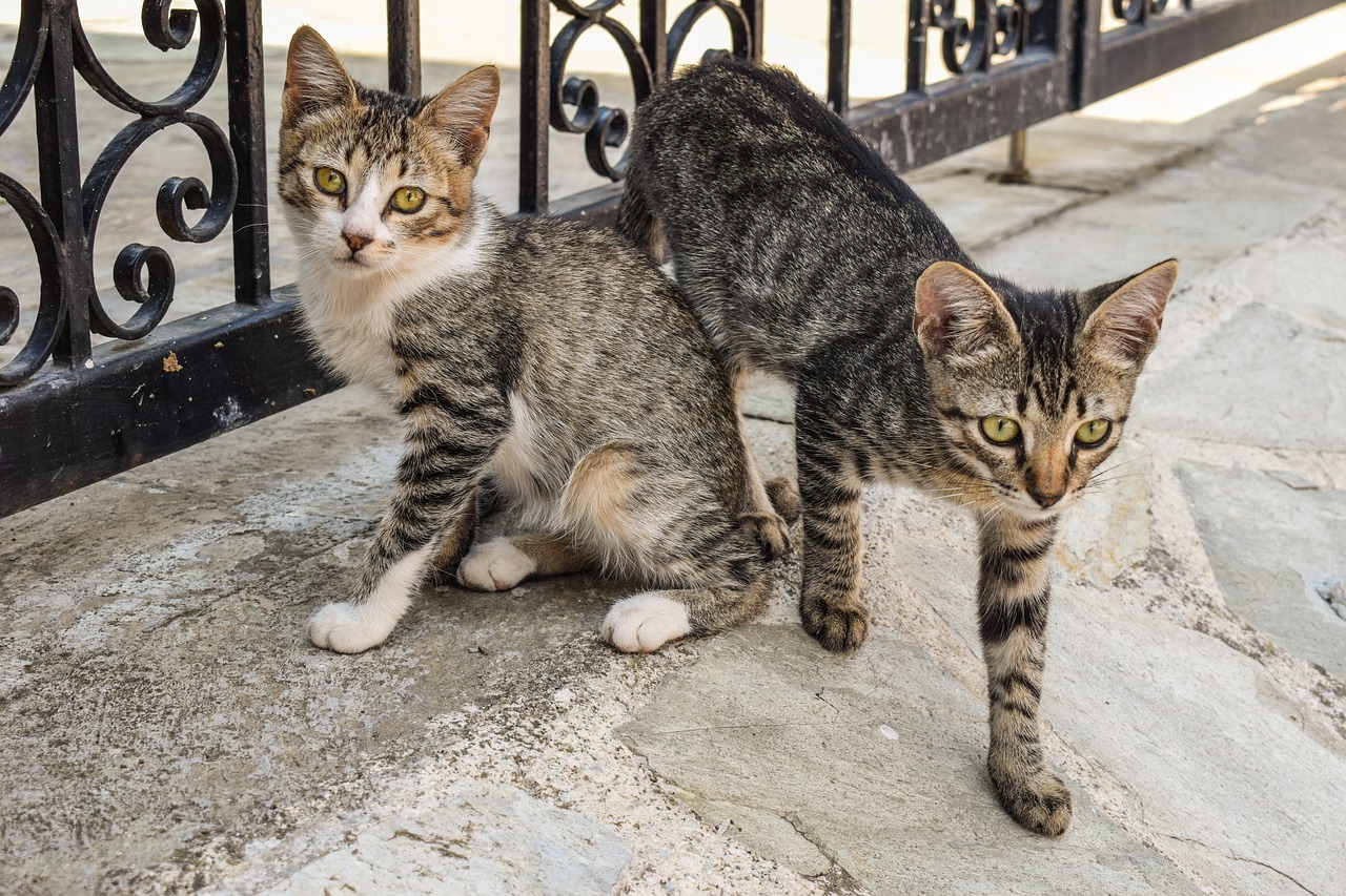 Zwei junge Katzen auf der Straße