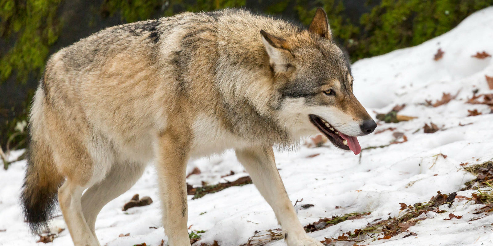 Der Wolf ist in Teilen Deutschlands wieder heimisch geworden. Auch er ist Opfer von Wilderei.