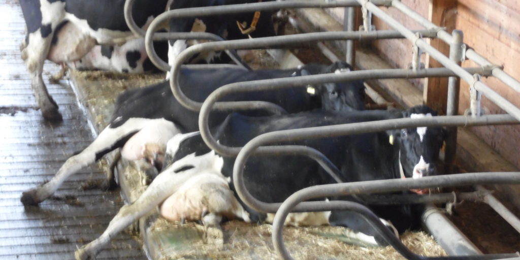 Kühe liegend im Stall