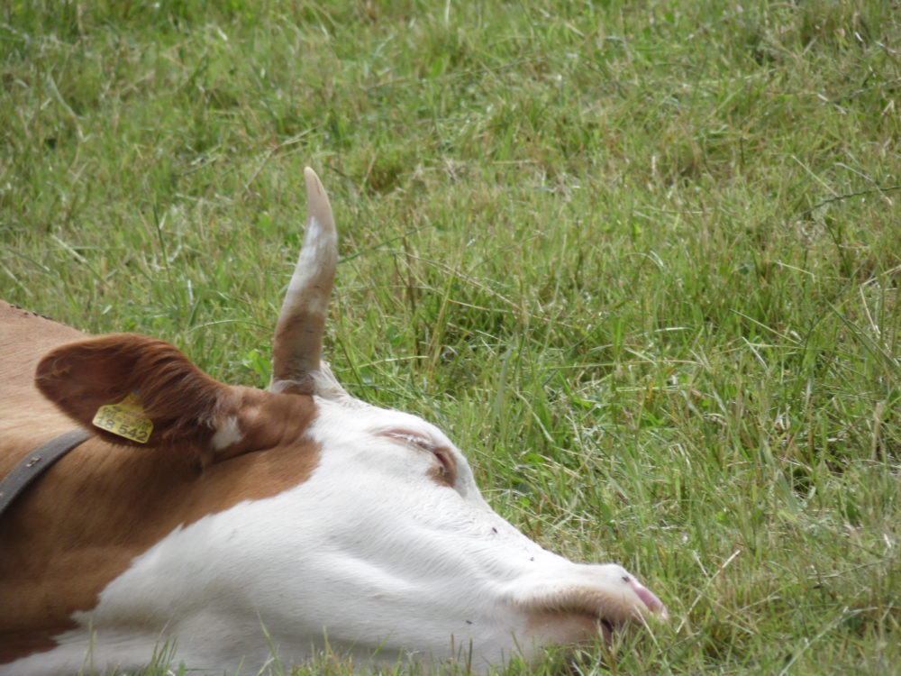 Schlafende Kuh auf der Weide