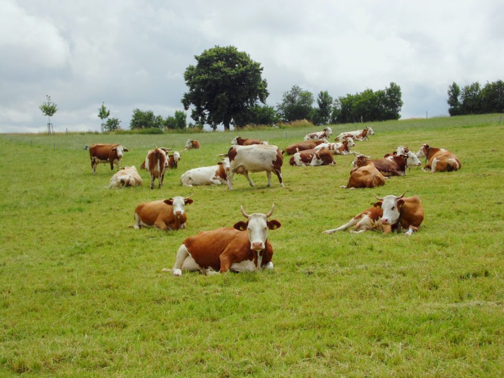 Behornte Kuhherde auf der Weide