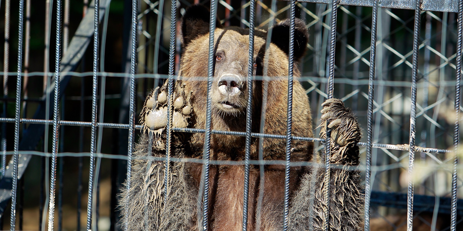 bears kept in cages cannot pursue their natural needs