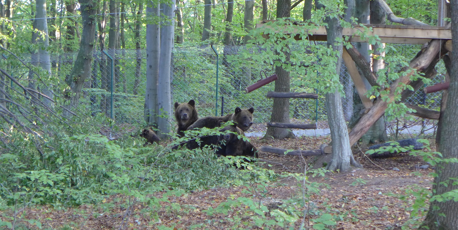 A family of bears, the so-called Kherson bears, found a new home in Halych