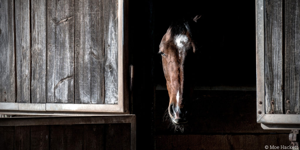 Pferd schaut aus dem Stall