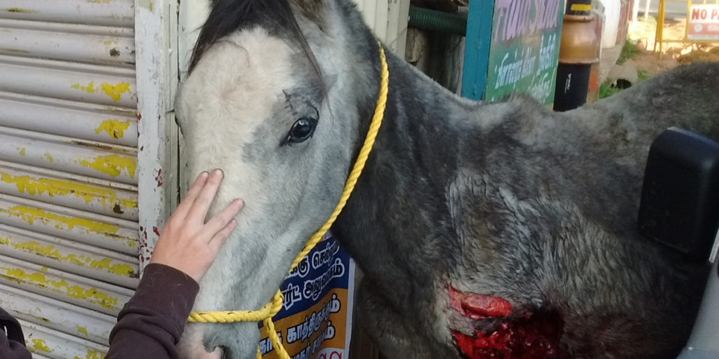 Streunendes Pferd mit schlimmer Verletzung, Indien
