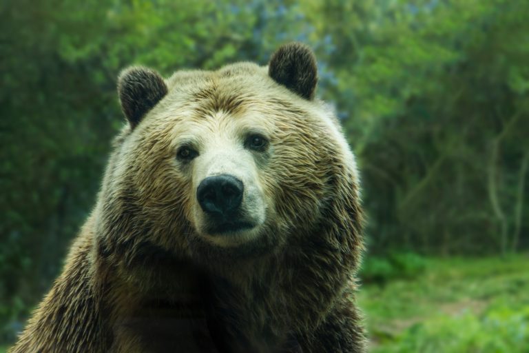 Pressemitteilung: Rumänien: Neue Abschussquote von Bären bereitet große Sorgen