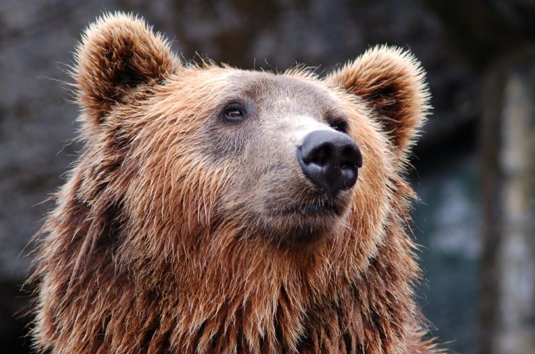 Rumänische Regierung legitimiert Bärenabschuss