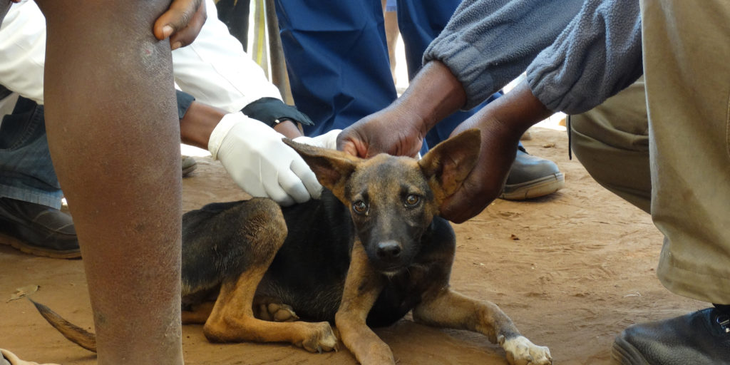 Ein Streunerhund wird tiermedizinisch versorgt