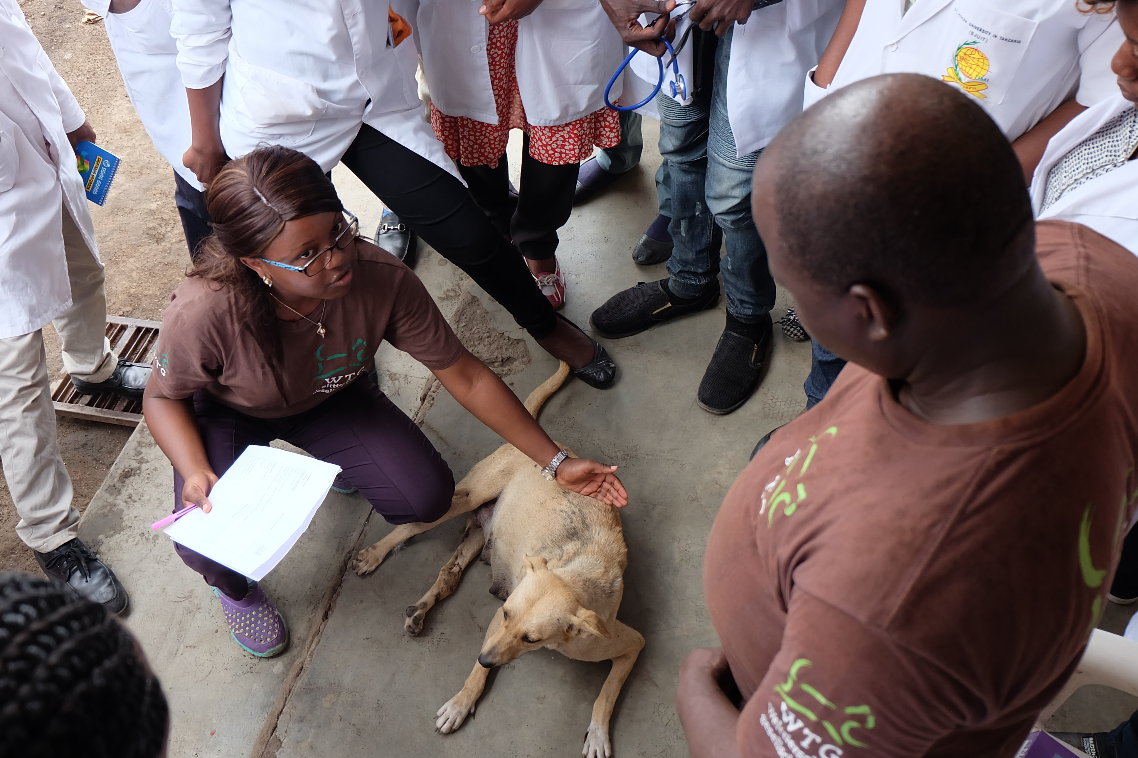 Tiermedizinstudenten begutachten einen Straßenhund