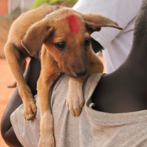 Hundewelpe wird gegen Tollwut geimpft