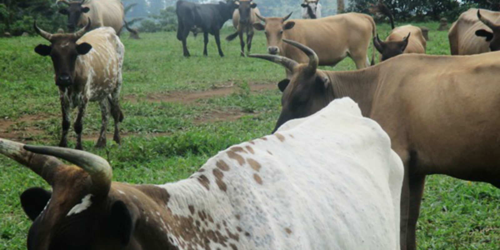 In Liberia there is around 1.6 million livestock, but barely any veterinary care staff.