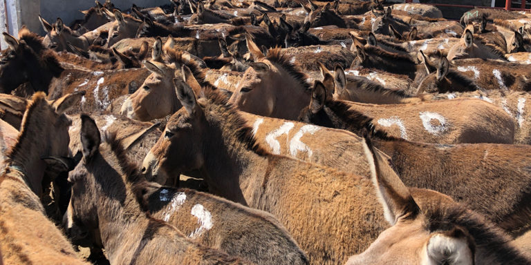 Report: Esel-Schlachthäuser in Kenia