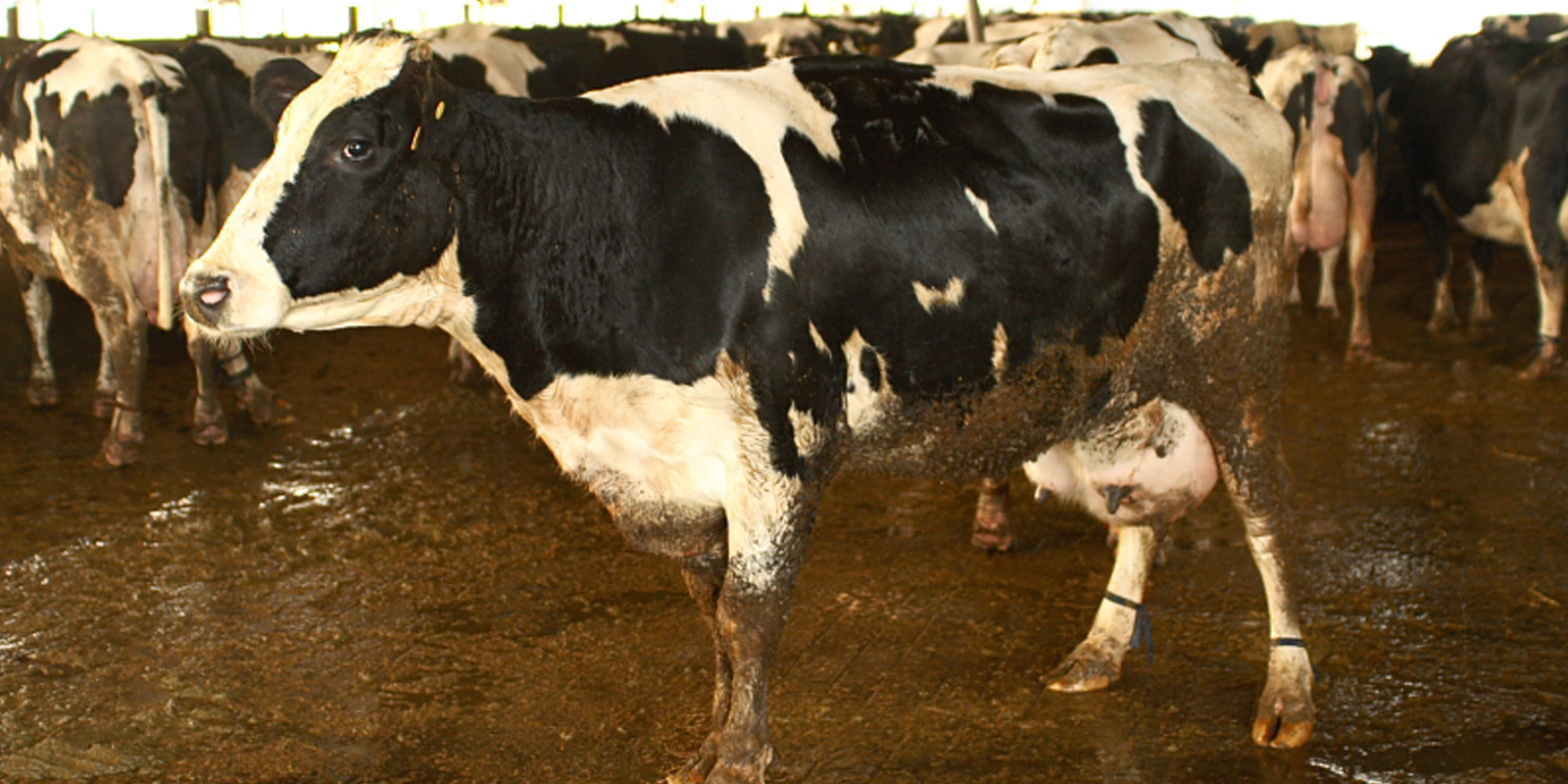 Qualzucht Milchkuh: Mehr als die Hälfte aller Milchkühe werden krankheitsbedingt geschlachtet