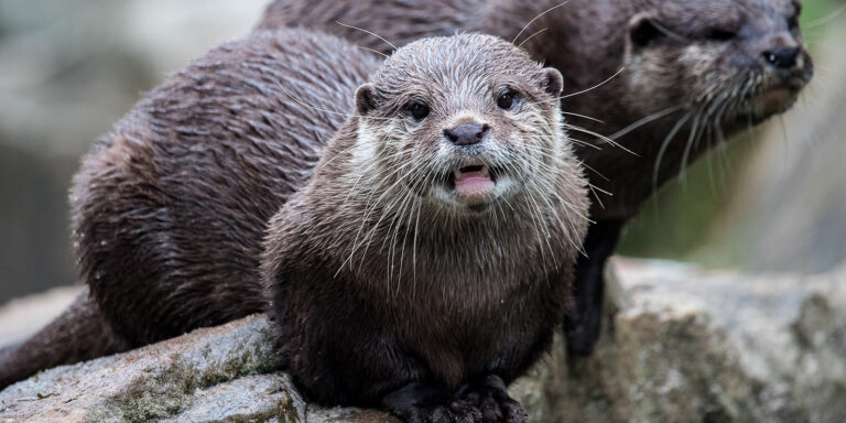 Otter als Haustier halten: Bitte nicht!