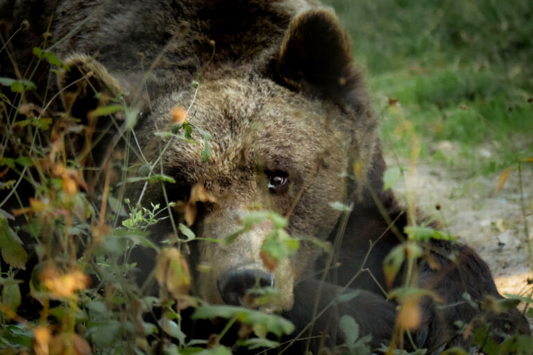 Die rumänischen Braunbären bleiben geschützt