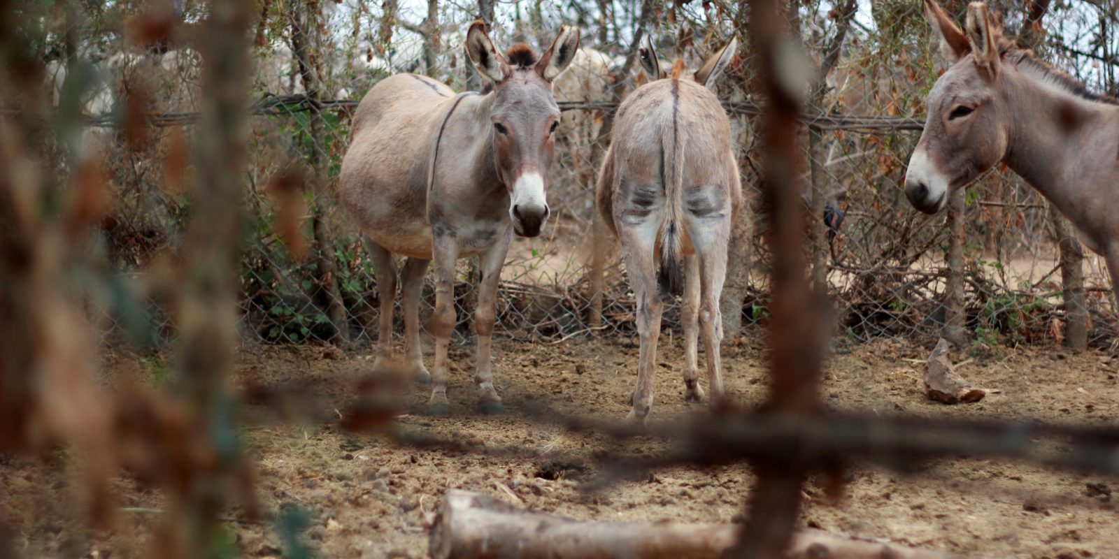 Eselschutz in Tansania
