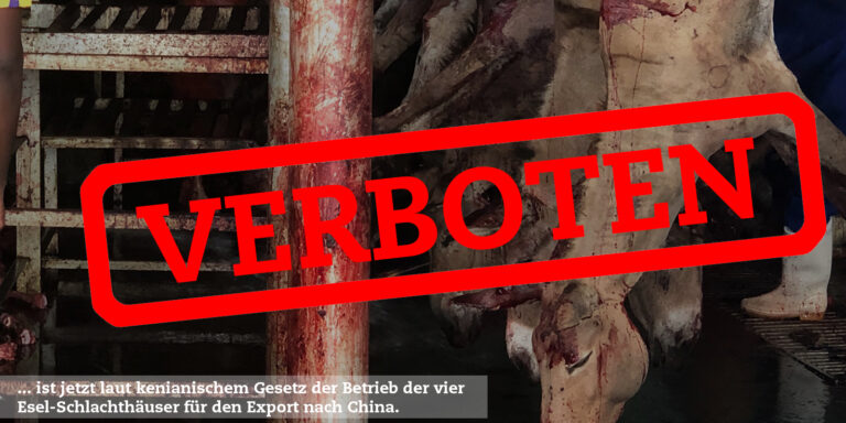 Eilmeldung: Rechtliche Grundlage für Schließung der Esel-Schlachthäuser!
