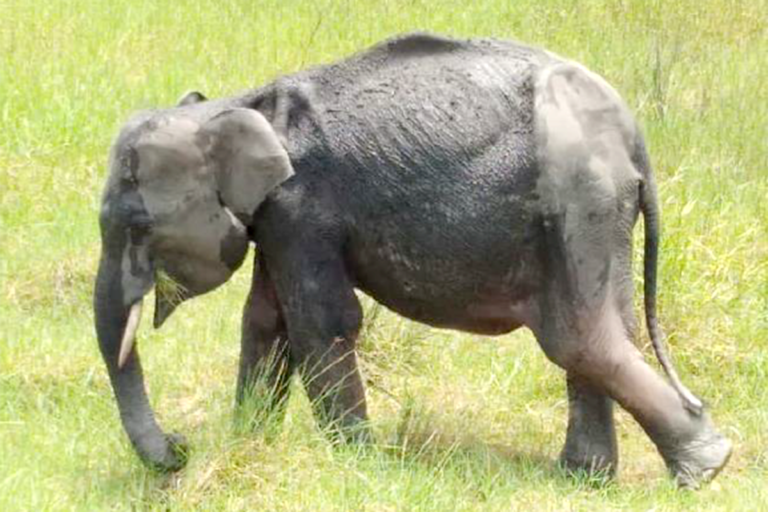 Rettung von Putu, dem Elefantenwaisen