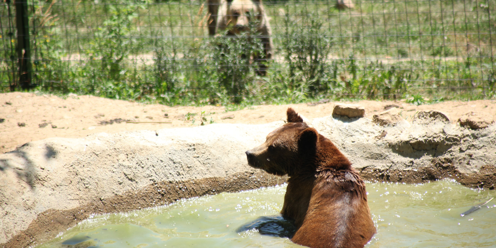 WTG-Nothilfefonds: Für die Braunbären in Rumänien