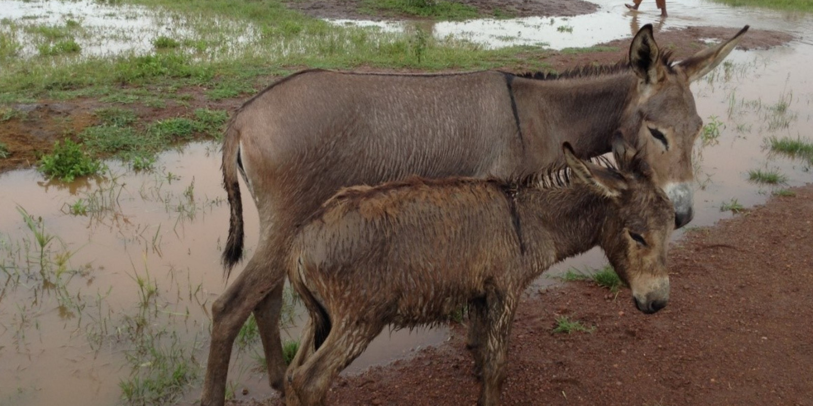 WTG-Nothilfefonds: Für den Schutz der Tiere in Tansania