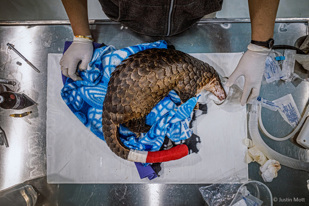 „Einige der konfiszierten Schuppentiere sind durch den Wildtierhandel so schwer verletzt worden, dass sie, im Schutzzentrum von Save Vietnam’s Wildlife angekommen, erst einmal operiert werden müssen. Sie haben  sich beispielsweise in den Netzen, in denen die Wilderer sie stunden- oder manchmal auch tagelang gefangen halten, Verletzungen zugezogen.“ 