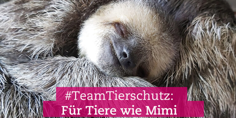 #TeamTierschutz: denn Tierschutz fängt beim Menschen an!