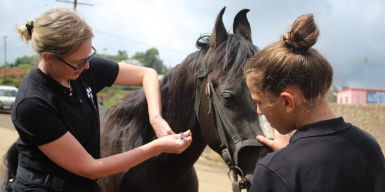 Zum internationalen Tag der streunenden Tiere: Der gefährliche Alltag der Pferde und Ponys in Ooty