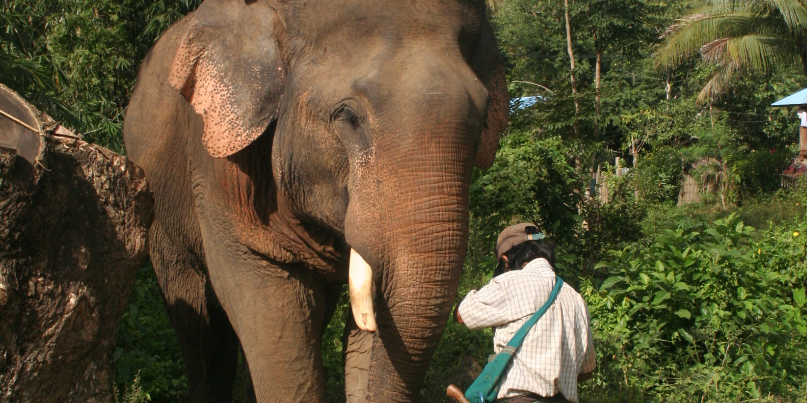 Working elephants in Myanmar