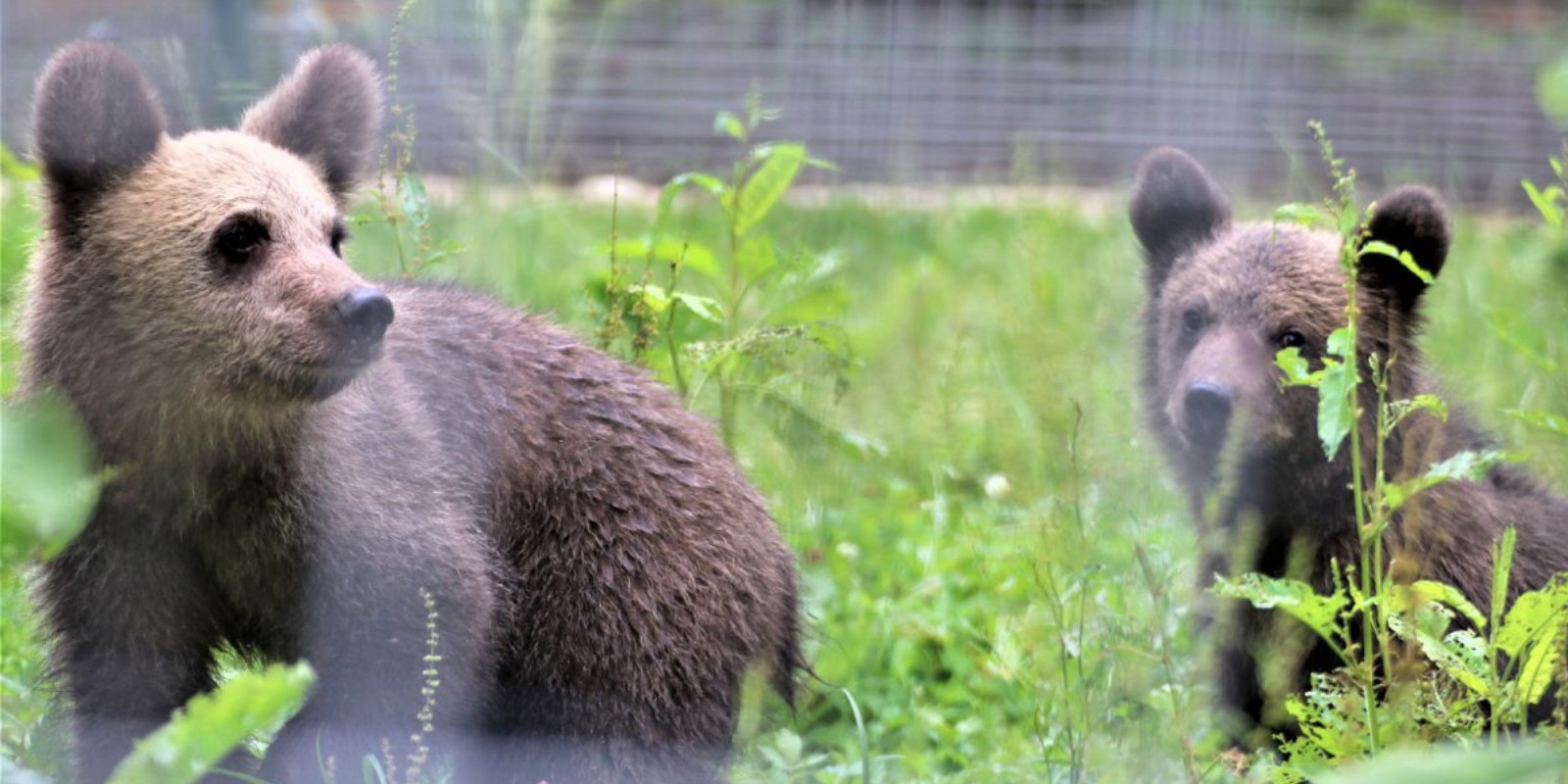 WTG-Nothilfefonds: Für die Braunbären in Rumänien