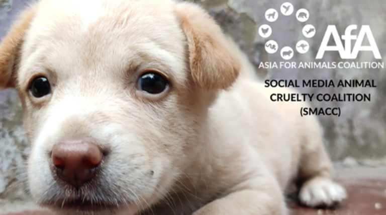 Pressemitteilung: Neuer SMACC-Bericht – Wildtiere als Haustiere: ein Teufelskreis des Leidens in Folge der sozialen Medien