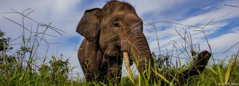 Abgeschlossen: WTG-Nothilfefonds für den Elefantenschutz auf Sumatra